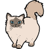 Cat: Holy Burma