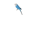 Budgie