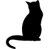 Black cat