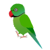Cute pet parakeet