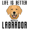 Labrador