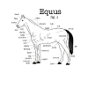 Equus hest anatomi diagram hest elskere ridning