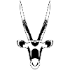 Oryx antelope