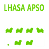 Astuces Lhasa Apso tenaces
