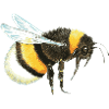 bumblebee