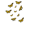 Esthétique papillon
