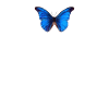 Blue Butterfly Aesthetic