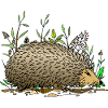 Hedgehog