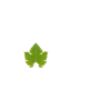 Chasselas classique