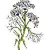 fleurs
