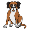 German boxer