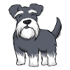 Miniature schnauzer