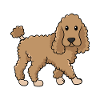 poodle