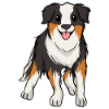 Australian Shepherd