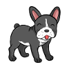 French bulldog