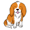 Cavalier King Charles Spaniel