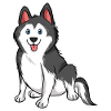 Siberian Husky