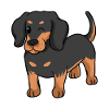 dachshund