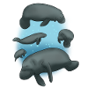 Manatee Underwater Shirt Manatee Manatee