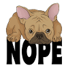 French bulldog