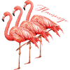 Flamingo Flamingos pink waterfowl