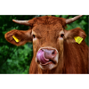 Animal nose drill