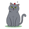 Britisch Kurzhaar Katze