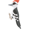 woodpecker