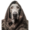 Weimaraner fake fur