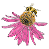 Echinacea, coneflower, bee