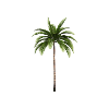 Palm tree