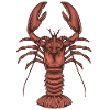 lobster