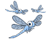 Les pastèques LIbelle Odonata