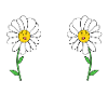 Gänseblümchen