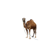Camel funny animal Dubai