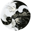 Chats YinYang