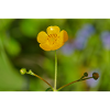 Wildflowers - Hidden beauties - Buttercup 1