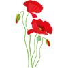 Coquelicot - conception de fleurs