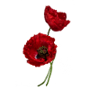 Wrinkle poppy