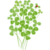 Ladybug clover luck