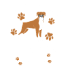 Boxer dog