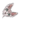 Sphynx cat