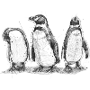 Penguin sketch