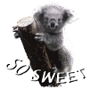 Koalabär - Koala - Koala bear