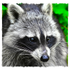 Raccoon visit
