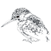 kingfisher