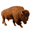 bison