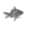 Goldfish