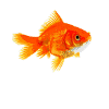 Goldfish