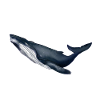 Calf
